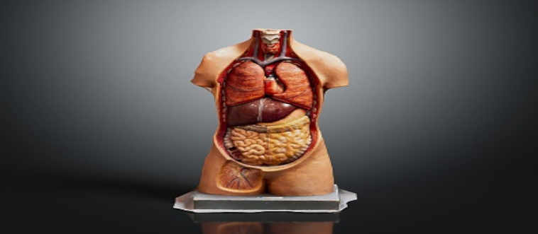 Which massive organ serves as your body's primary protective barrier?