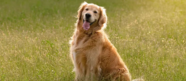 Can you name this breed in a blink?