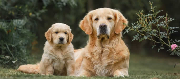 Which of these kitchen staples is secretly toxic to your canine companion?