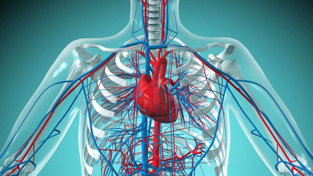 What's the primary mission of your cardiovascular system?