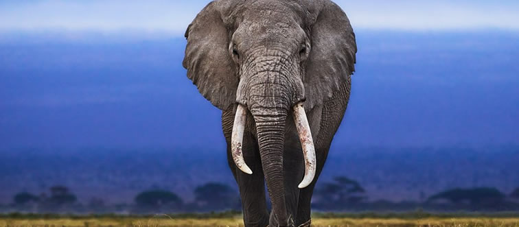 Identify the heavy-hitter: which land mammal holds the title for the largest alive today?