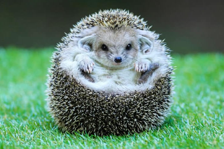 Can You Guess All 40 Animals? Most People Tap Out Before 25